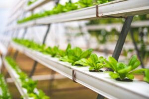plants in greenhouse | Innovators Central